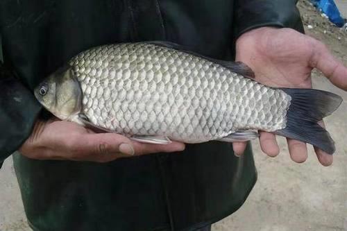 湘鲫冬天开口吗