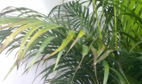 竹茎黄枯萎了怎么补救
