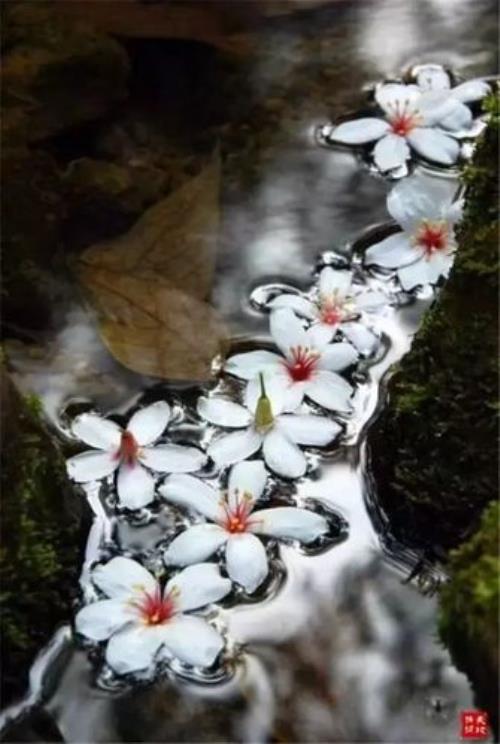 心若无处可栖,世间皆是飘零