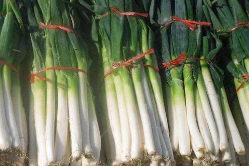 毛葱冬天在外面怕冻吗