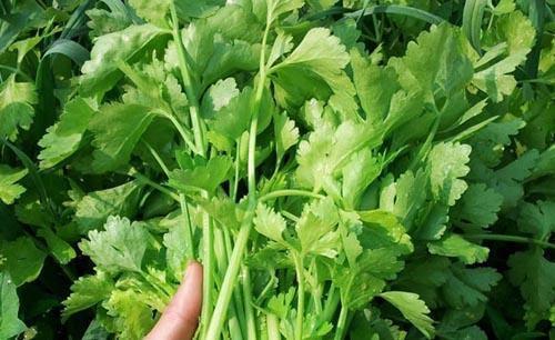 秋天芹菜最晚什么时候收