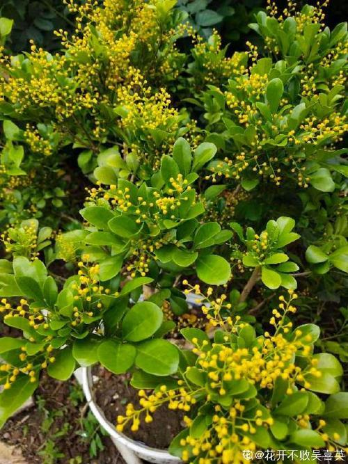 米兰花生长速度