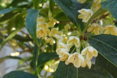 桂花树下可以放兰花吗