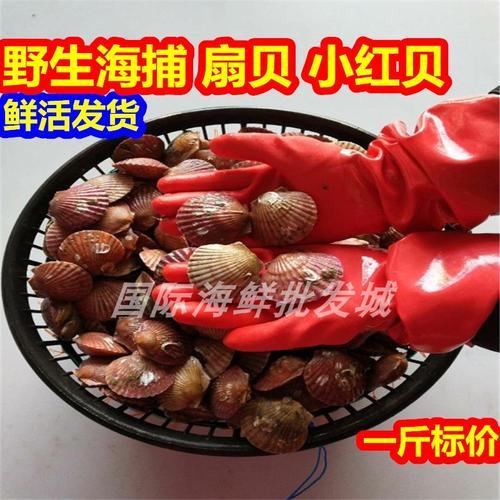 小红贝怎么存放能活几天