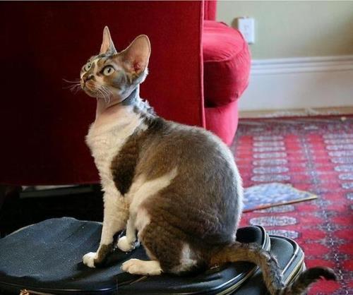 掉毛少而且适合新手养的猫