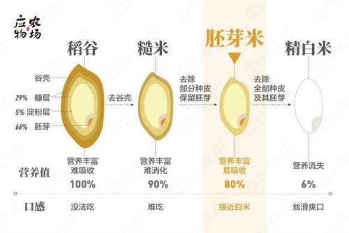 糙米饭和米饭的区别