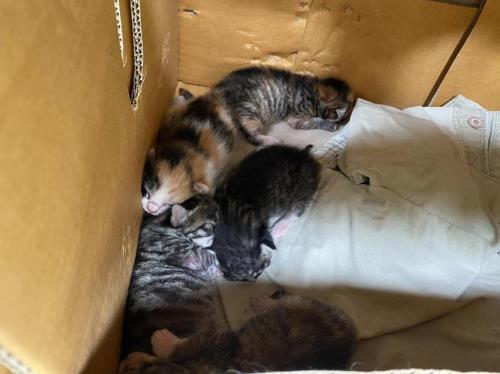 同一窝猫咪可以繁殖吗