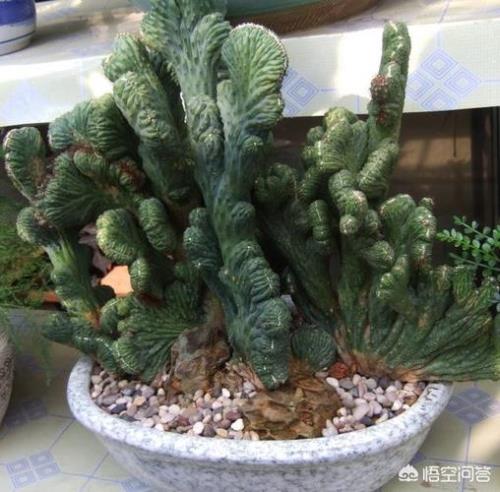 山影盆景寓意