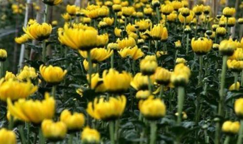 菊花播种时间和方法