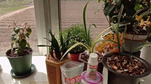 晚上用活力素喷花好不好