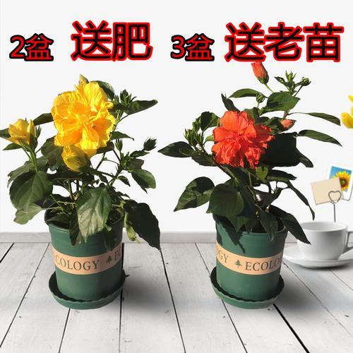 丹麦木槿能长多高