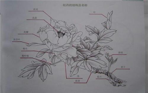牡丹花枝干画法