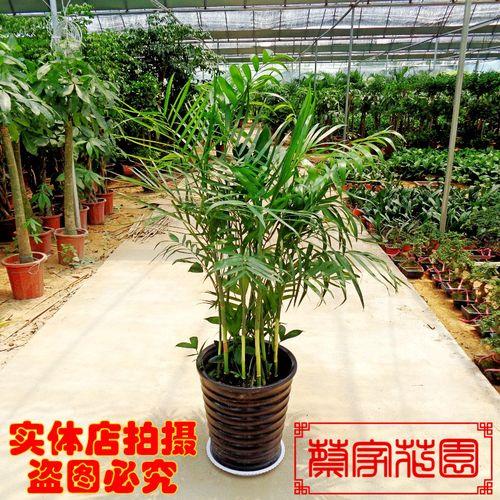 夏威夷竹子什么时间播种