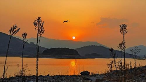 夕阳西下鸟儿回家可以吗