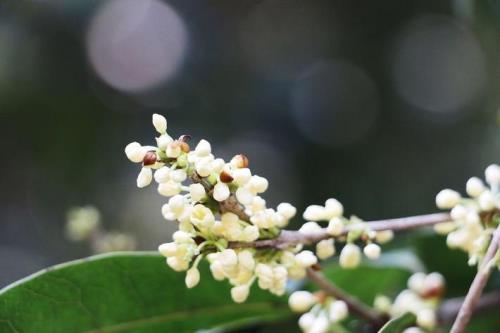 桂花花瓣几毫米