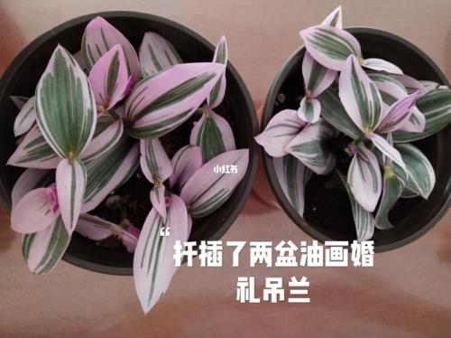扦插油画吊兰多久可以移栽