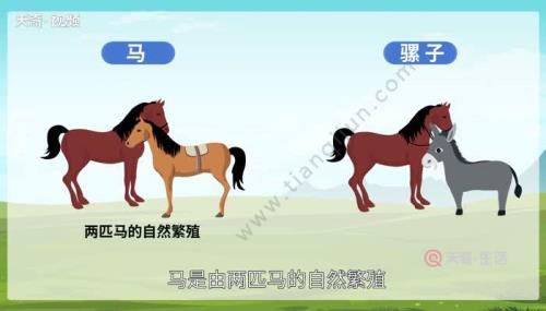 马，驴和骡子的区别
