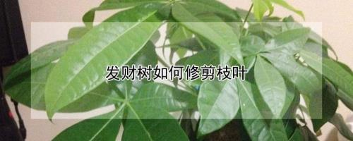 橡皮树什么季节修剪发财树最好