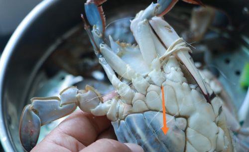 挑螃蟹有蛋的好还是没蛋的好