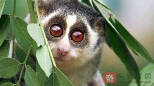 草猴子有毒吗
