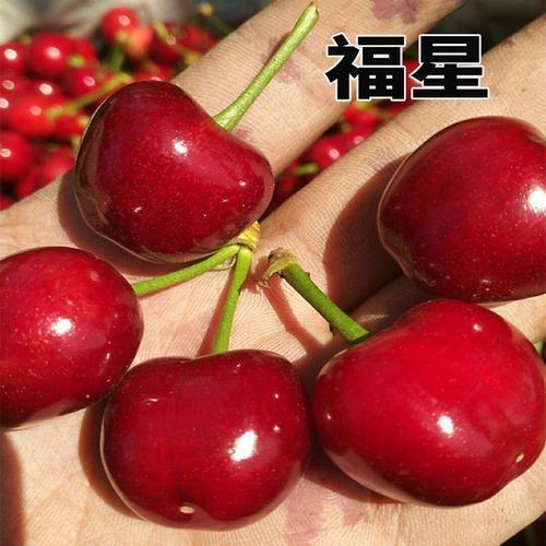 车厘子新品种