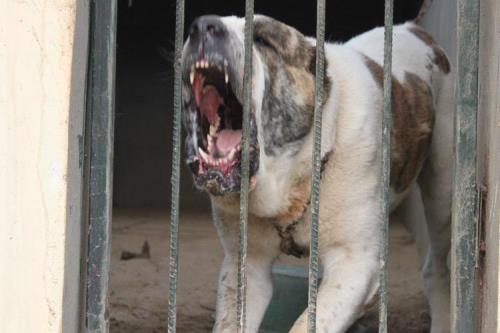 中亚牧羊犬高加索犬哪个厉害