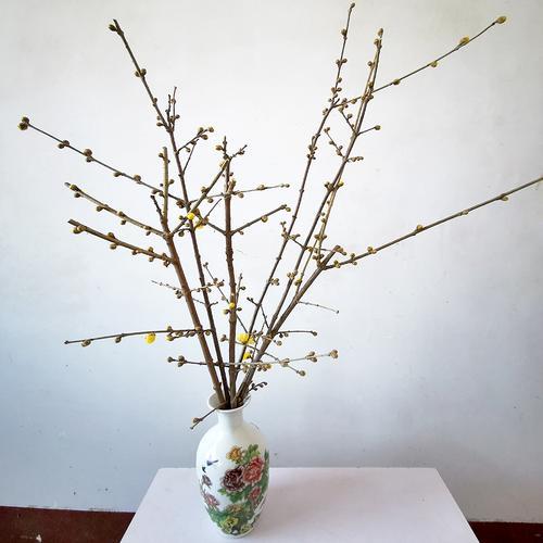 水培梅花正确方法
