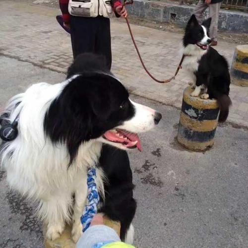 养边牧的十大痛苦经历