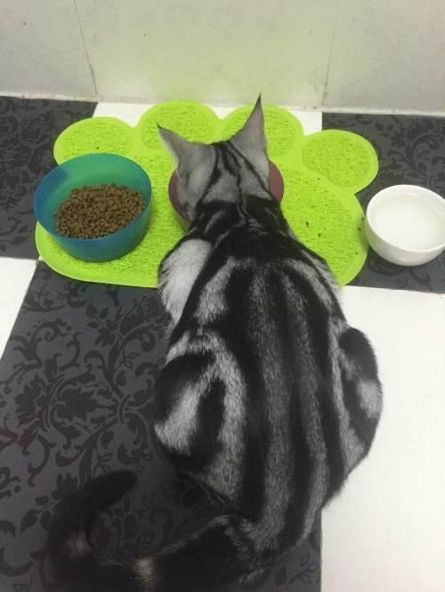 4个月美短还能养熟吗