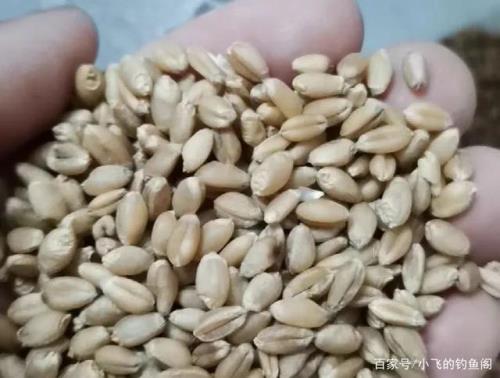 酵母发酵小麦窝料制作