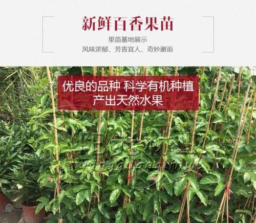 爬藤满天星繁殖方法