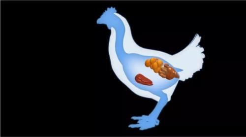 鸡蛋为什么自己会走路