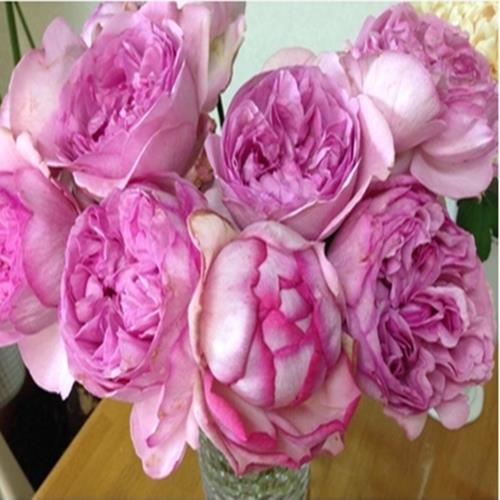 伊芙酒窖月季优点缺点