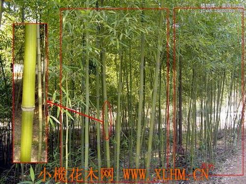 淡竹如何繁殖