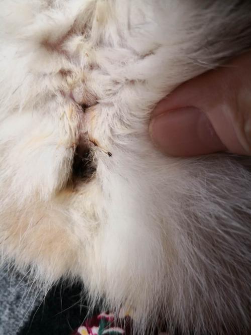 猫的生殖原理