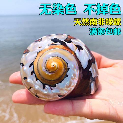 大家，鱼缸里爆螺怎么办