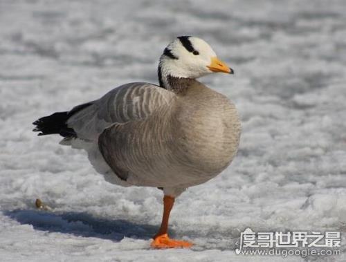鸟的体温是多高