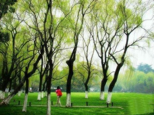 三月杨柳春来早唯美句子