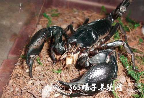 雨林蝎一次吃多少面包虫