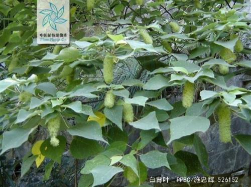 白背叶介绍