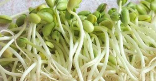 绿色豆芽是什么豆