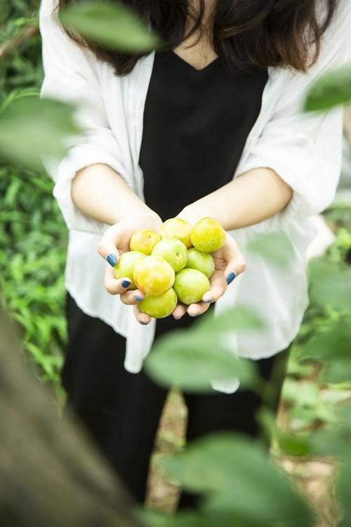 醉李种植条件