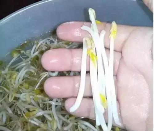 生产豆芽怎么保护手