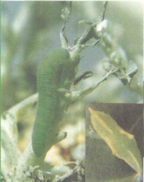 菜青虫什么温度消失