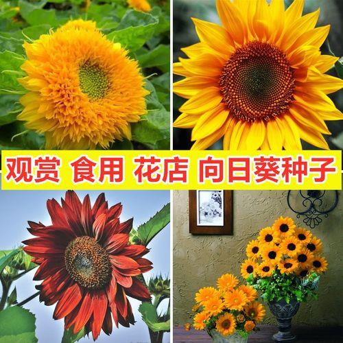 向日葵花能吃吗