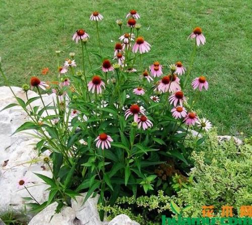 菊花种子什么时候种几月份种