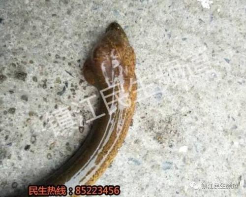 望月鳝和黄鳝区别