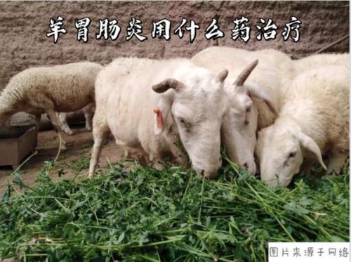 羊最怕什么药