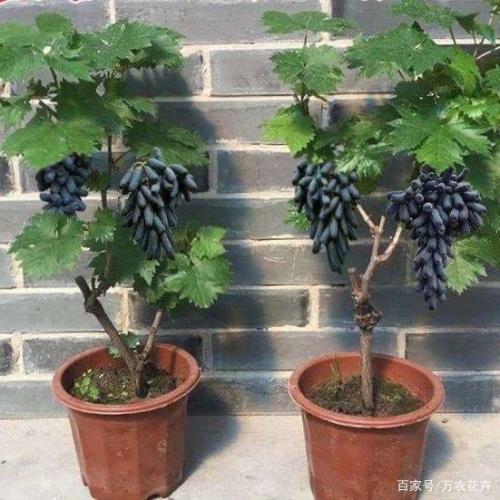 盆栽葡萄挂果后为啥容易掉