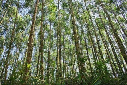 桉树在东北能种活吗